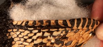 Media type: image;   Herpetology R-118928